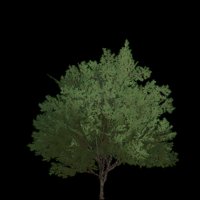 Asset preview